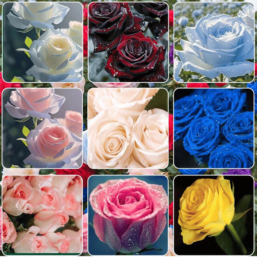 Sow Right Seeds 100 Pieces Seed Mix Rose Seeds For Outdoor Gardening - Ornamental Garden Decor Attracts Pollinators Plants Live  Vegetable Seeds Hosta Plants Gardening Flower Plants For Outdoor Seedlings For Planting Perennial Flower Seeds Plant Seeds