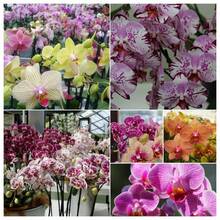 200pcs Mixed Bright Large Butterfly Lotus Seeds - Suitable For Planting Butterfly Lotus Seeds Are Easy To Grow Inside And Outside The Garden - 200 - View 1