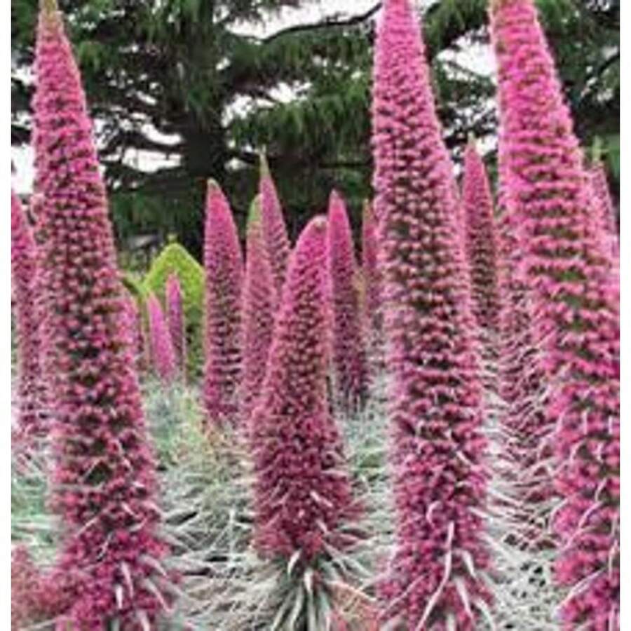 Tower Of Jewel Seeds, Echium Pininana, Pink-Red EC8210