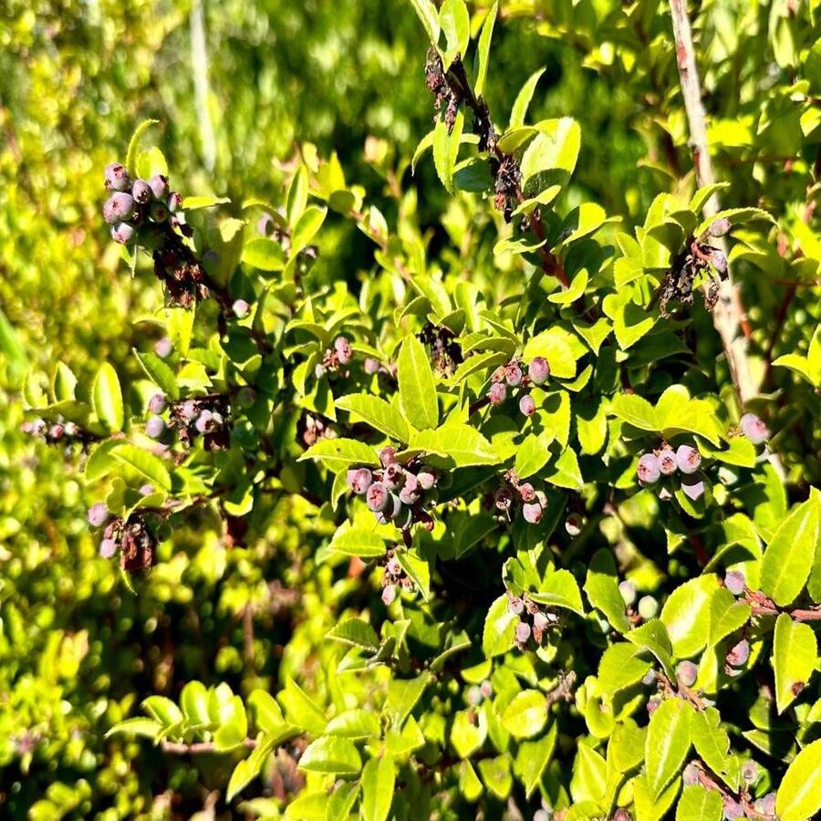 Evergreen Huckleberry Seeds - Vaccinium Ovatum - Delicious, Sweet, And Perennial