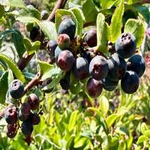 Evergreen Huckleberry Seeds - Vaccinium Ovatum - Delicious, Sweet, And Perennial