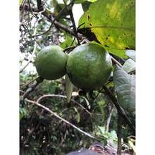 White Guava Seeds, Sweet Melon, Hawa Fruit, Rare Tropical Organic Food