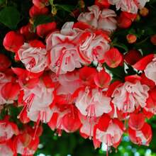 120pcs Fuchsia Enkianthus Flower Seeds For Home Garden Planting - 120個 - 查看 1