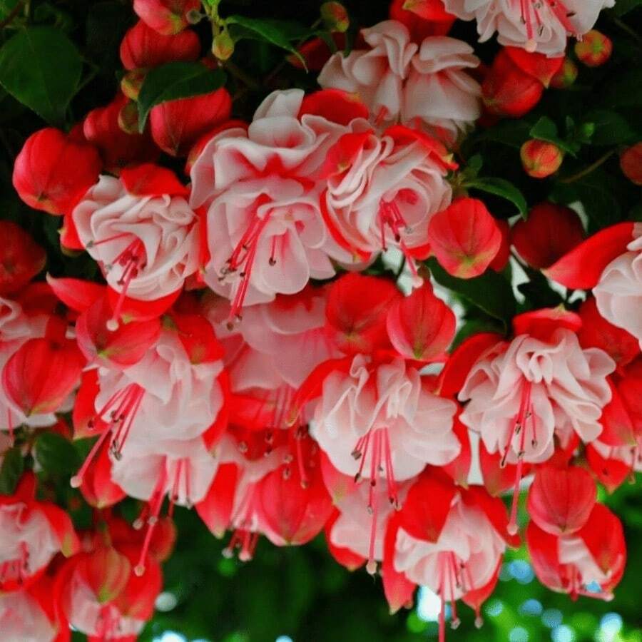 120pcs Fuchsia Enkianthus Flower Seeds For Home Garden Planting - 120個 - 查看 1