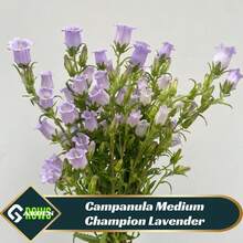 Campanula Medium Champion Lavender Seeds - Blooming Season - Attracts Pollinators - Low Maintenance - Plants In Spring/Summer 8060b - 種子 - 查看 6