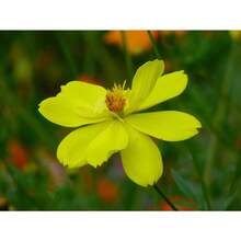 Seeds For Planting - 200 Seeds - View 2