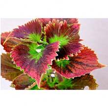 Coleus Seeds Blumei Seeds 200Seeds Rare Variety - 200 Seeds - View 3