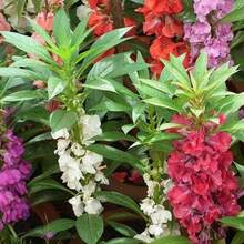 240pcs Amaranth Seed Blends Can Be Used To Grow Amazing Home Garden Flowers.Non-GMO Traditional Garden Seeds.Open Pollinated Seeds That Require Less Care