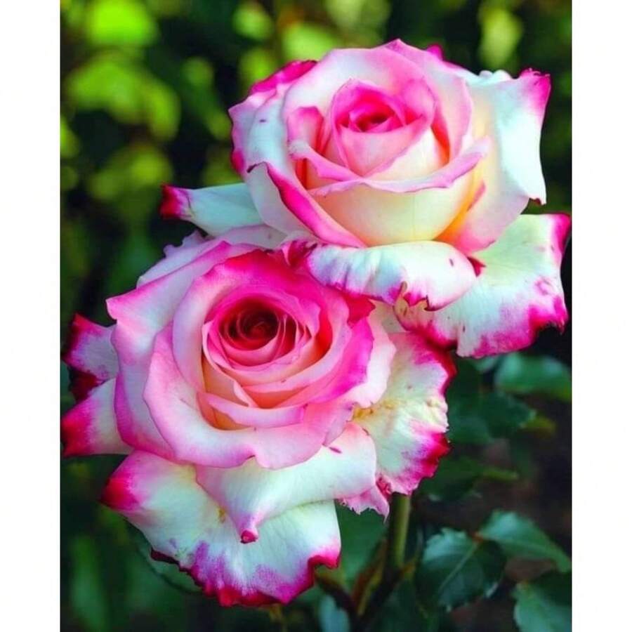 300 Pink And White Rose Seeds Beautiful Perennial Rose Seeds For Home ...