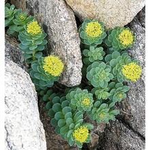 215pcs ROSEROOT STONECROP Golden Rose Root Sedum Rhodiola Rosea Yellow Succulent Flower Seeds - 215 - View 1