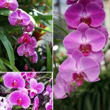 200pcs Orchid Seeds Butterfly Orchid Seeds Suitable For Home Garden Decoration Plants