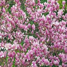 5 SAUCER MAGNOLIA X Soulangeana Denudata & Liliiflora 5 - 10" Pink And White Tulip Tree Seeds