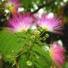 120 Pieces Mimosa Tree Seeds  Pink Silk Flower Plant Bonsai