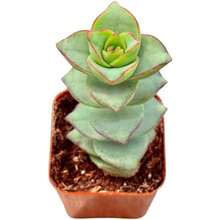 Succulents Starter Succulents Easy Care Houseplants Rooted In Succulent Mix Pot And Soil Not Included - 100Seeds - View 1