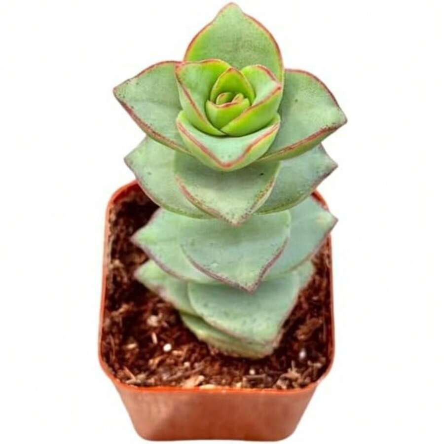 Succulents Starter Succulents Easy Care Houseplants Rooted In Succulent Mix Pot And Soil Not Included - 100Seeds - View 1