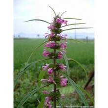 Planta de Leonurus Artemisia 50 semillas, hierba de madre china, cola de león - Variante 1 - Ver 4