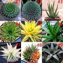 150 Pieces Aloe Vera Seeds Rare Herb Seeds Cosmetic Bonsai Succulent Seeds