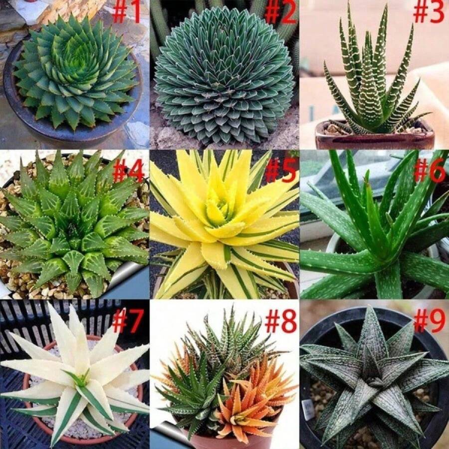 150 Pieces Aloe Vera Seeds Rare Herb Seeds Cosmetic Bonsai Succulent Seeds