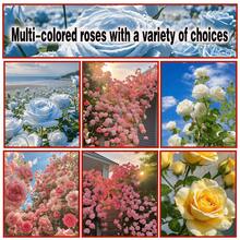 Sow Right Seeds 100 Pieces Seed Mix Rose Seeds For Outdoor Gardening - Ornamental Garden Decor Attracts Pollinators Plants Live  Vegetable Seeds Hosta Plants Gardening Flower Plants For Outdoor Seedlings For Planting Perennial Flower Seeds Plant Seeds