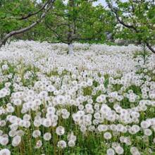 Four Seasons Marigold Seeds - Easy-To-Grow Heirloom Seeds For Indoor And Balcony Landscaping