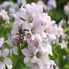 Campanula Lactiflora 'Loddon Anna' - Perennial - Bellflower - Cold Resistant - Clumping - Easy To Grow - Planting In Spring/Fall 8057 - SEED - View 5