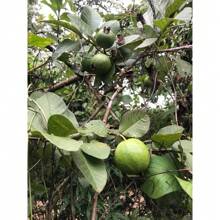 White Guava Seeds, Sweet Melon, Hawa Fruit, Rare Tropical Organic Food