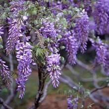 The Seeds Of Maverick SUPSEED 20 Purple Vine Seeds, Suitable For Planting - Beautiful Flower Vines.