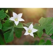 Plant Deliver Within 3 Days! 200 Seeds Very Rare Tropical Ornamental Vine - Large Leaf Ivy