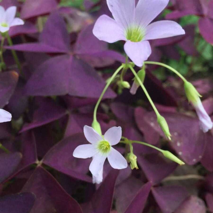Maximize Garden Color With 20 Purple Clover Seeds, Reliable Germination, Vigorous Growth, And A Pollinator Magnet. Suitable For All Planting Scenarios. Plants On , Vegetable Seeds, Hosta Plants, Garden Plants, Flower Seeds For Outdoor, Flower Seeds For Planting, Garden , All  Plants For Outdoor, Mosquito Protection, Garden Plants, Seeds For Planting, Perennial Flower Seeds, Plant Seeds
