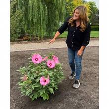 Seltyne Beautiful Hibiscus Flower Seeds With Strong Cold Resistance And Suitable For Planting