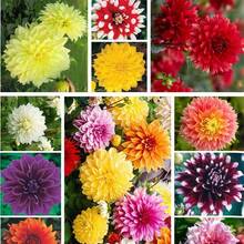 20+ Seeds Ultimate Dinnerplate Collection Dahlia Seeds - Perennial - Open-Pollinating - Fast Growing - Clumping - Plant In Spring D037 - SEED - View 2