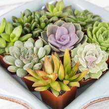 Assorted Potted Succulents - Grower's Choice Live Houseplants Plants Live   Vegetable Seeds Seeds Hosta Plants Live Plants Plants Gardening Flower Seeds Plant Flowers For Outside Semillas De Flores Para Sembrar Gardening  All  Live Plants Not Seeds Live Plants  Plants For Outside Mosquito Repellent Outdoor Garden Perennial Plants Seeds For Planting Live Plants  Not Seeds Perennial Flower Seeds Plant Seeds