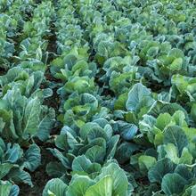 1000+ Vegetable Garden Growing Turnip Seeds 606 ,Fruitful Variety Seed Assortment,High Germination Rates - 1000 - View 4