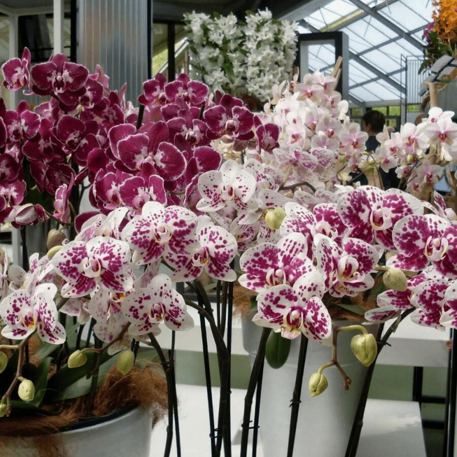 362pcs Mixed Phalaenopsis Seeds - Phalaenopsis Seeds For Planting - 362 - View 1