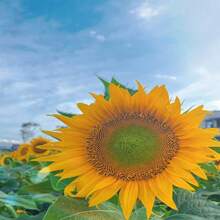 Gift 500 Pieces 50 Sunflower Seeds Sunflower Procut Lite White Cut Flower Seeds Helianthus Seeds F1 Hybrid - 變體1 - 查看 4