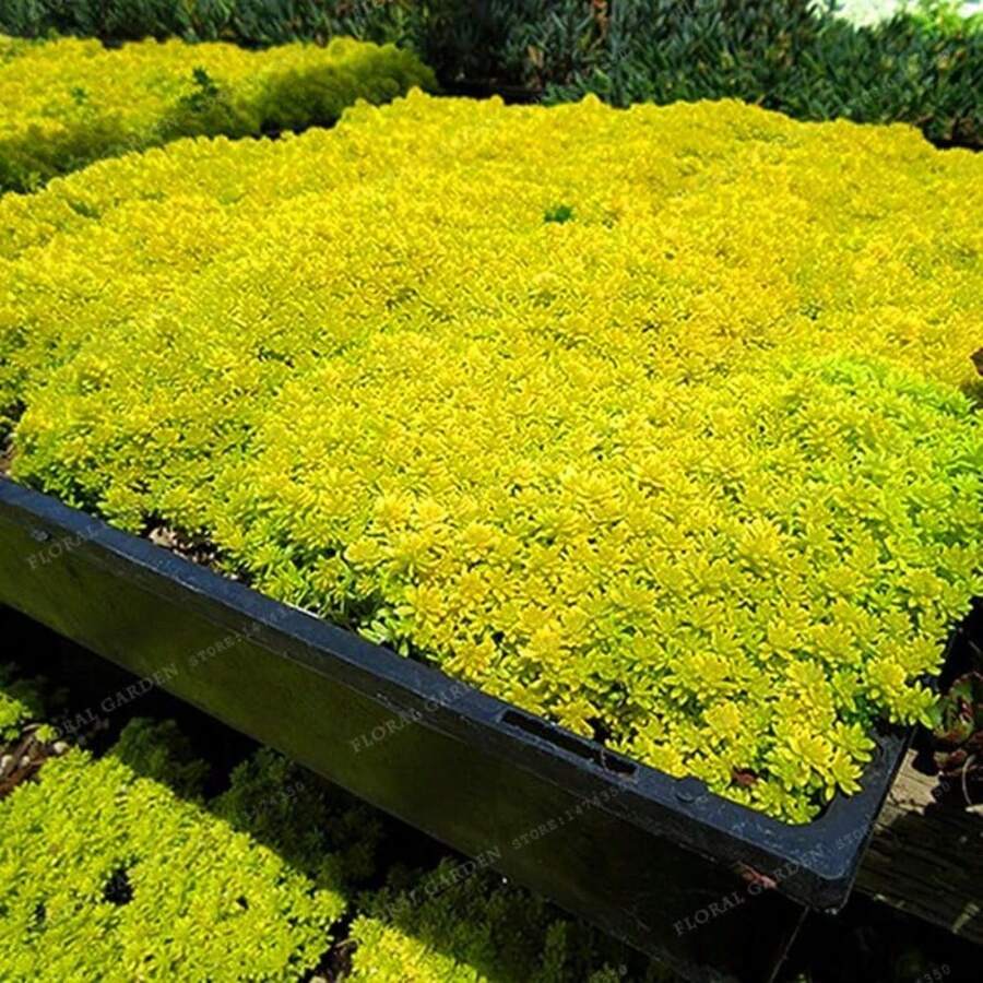 Garden Plant 1000 Seeds Goldmoss Sedum Golden Acre Sedum Stone Cross Goldmoss Ground Cover Flower Seeds Home Garden