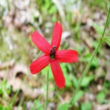 20 ROYAL RED CATCHFLY Hummingbird & Endangered Native Flower Silene Regia Seeds - SEED - View 5