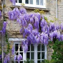 The Seeds Of Maverick SUPSEED 20 Purple Vine Seeds, Suitable For Planting - Beautiful Flower Vines.