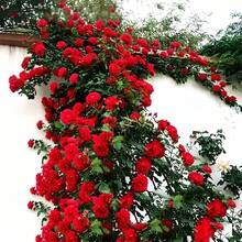 185 piezas de semillas de rosa trepadora - Semillas de rosa adecuadas para plantas trepadoras, rosas hermosas cultivadas al aire libre, con fuertes propiedades ornamentales y plantas de floración larga en  de  de semillas de verduras, plantas de hosta, semillas de flores para jardinería, flores para exteriores, semillas de flores para plantar, semillas de flores perennes, semillas de plantas - 185 - Ver 3