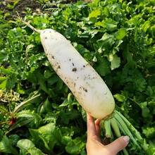 152 Pcs Seeds Heat Resistant White Radish Seeds White Jade Early Ripe Radish Heat Resistant Disease Resistant High Yield Large White Radish High Temperature Resistant Vegetable Plants Live   Vegetable Seeds Hosta Plants Plants Gardening Flower Seed Plants Flowers Flowers Flowers For Outdoor Semillas De Flores Para Sembrar Garden Release All  Plants For Outdoor Mosquito Repellent Outdoor Garden Plants Perennial Flower Seed Plant Plant Seed - 152 - 查看 2