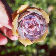 Raresucculent 100 Seeds - Variant1 - View 2