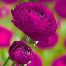 Ranunculus Seeds For Planting, 150 Aviv Rose Ranunculus Seeds For Fall Planting, French Peony Ranunculus Corms Bulk Ranunculus Flowers Buttercups, Butterfly Ranunculus Seeds To Grow - 150 - View 2