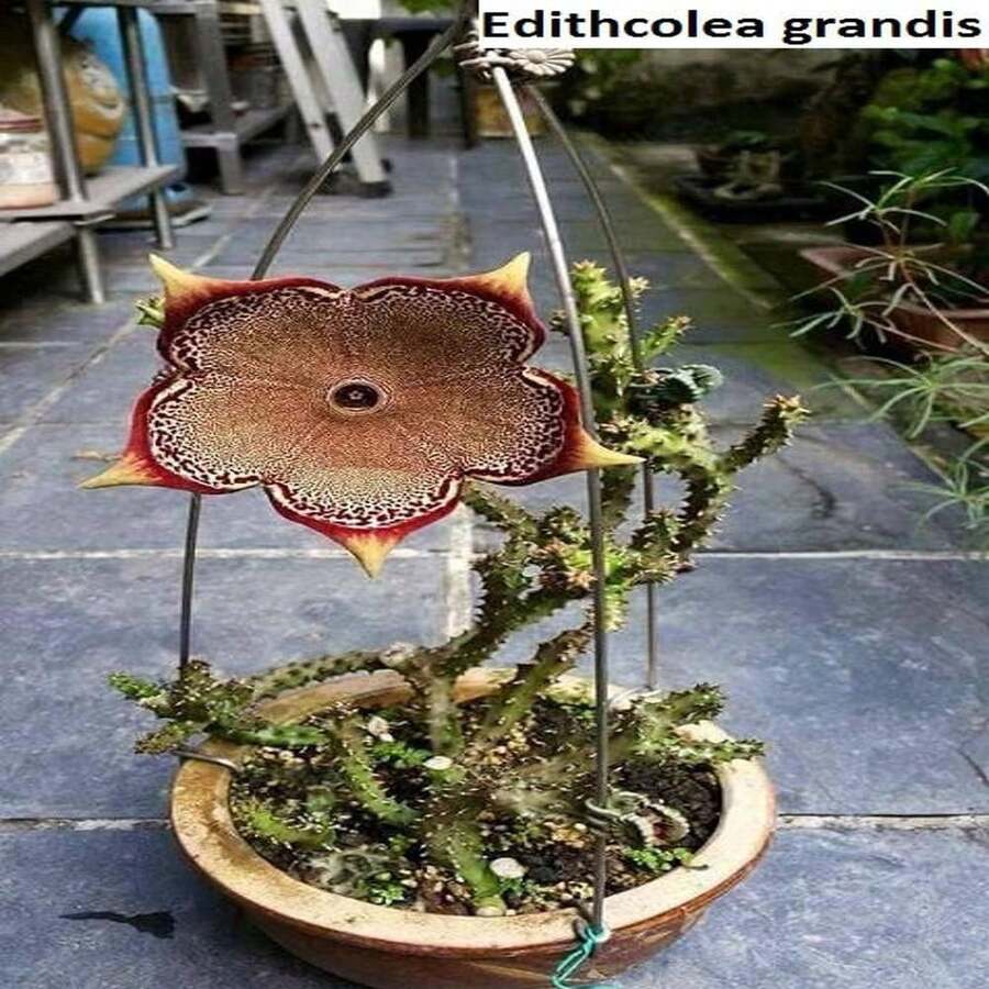 Edithcolea Grandis (Kenya) / 5 Seeds