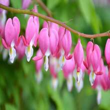 10 BLEEDING HEART - PINK Old Fashioned Dicentra Formosa Shade Flower Seeds - SEED - View 2