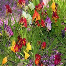 5 ROYAL CHAMPION Mix FREESIA Colors Pink Blue Purple Yellow Red Orange Flower Seeds - 種子 - 查看 1