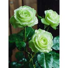 Klettermaniac Rose Seeds For Outdoor Planting, Amazing Decorative Perennial Heirloom Rose Flower Seeds, Long Bloom For Garden And House, Pollinator Friendly (Mix200)