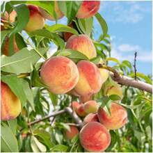 10Pcs Peach Fruit Tree Seed For Planting Outdoor-Non-GMO Heirloom Sweet Fruit Plant In Your Home Garden - Biến thể 1 - Xem 2