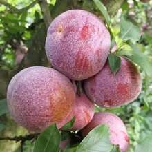 Free Extra 500 Seeds/American Apricot Plum Tree Seedlings American Dinosaur Egg Pl Plants Live   Vegetable Seeds Seeds Hosta Plants Live Plants Plants Gardening Flower Seeds Plant Flowers For Outside Semillas De Flores Para Sembrar Gardening  All  Live Plants Not Seeds Live Plants  Plants For Outside Mosquito Repellent Outdoor Garden Perennial Plants Seeds For Planting Live Plants  Not Seeds Perennial Flower Seeds Plant Seeds