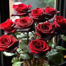 322 Pieces Black Buck Black Red Rose Seeds Four Seasons Easy-To-Live Indoor And Outdoor Balcony Planting - 322 - 查看 4