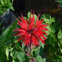 Scarlet Bee Balm (Monarda Didyma) Package With 25 Seeds With FREE Shipping